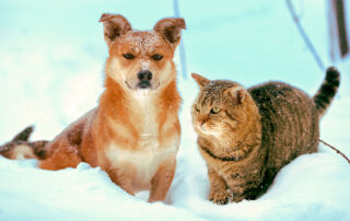 Hund und Katze
