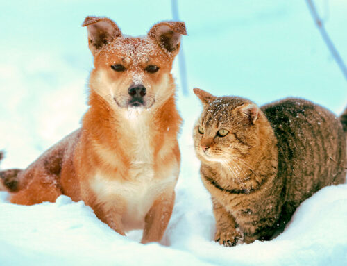 Wintergesundheit bei Hund und Katze – Tipps für die kalten Tage