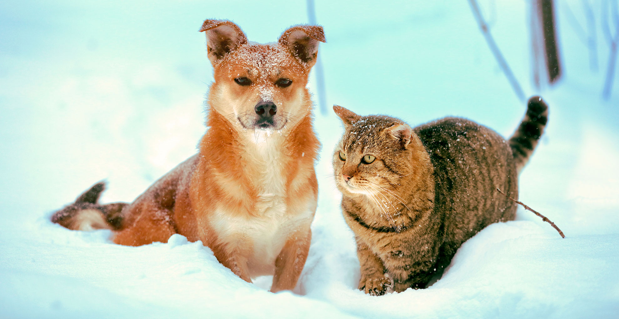 Hund und Katze