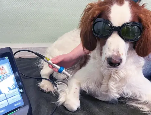 Laseranwendung in der Kleintiermedizin – Moderne Therapie mit Licht